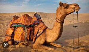 CAMEL MILK ORGANIC SHAMPOO/CONDITION THERAPY