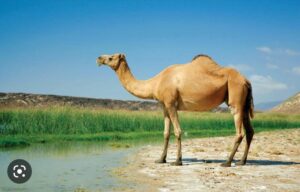 CAMEL MILK ORGANIC SHAMPOO/CONDITION THERAPY